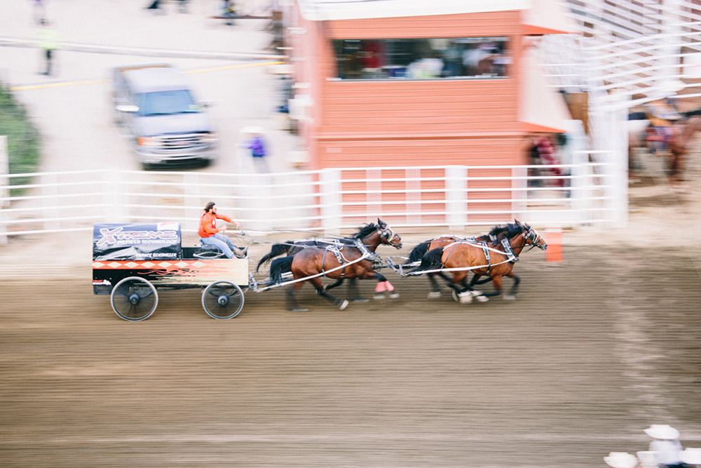 Calgary stampede chuck wagon race