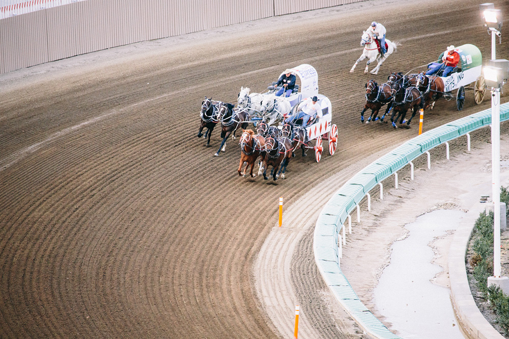 Calgary stampede chuck wagon race