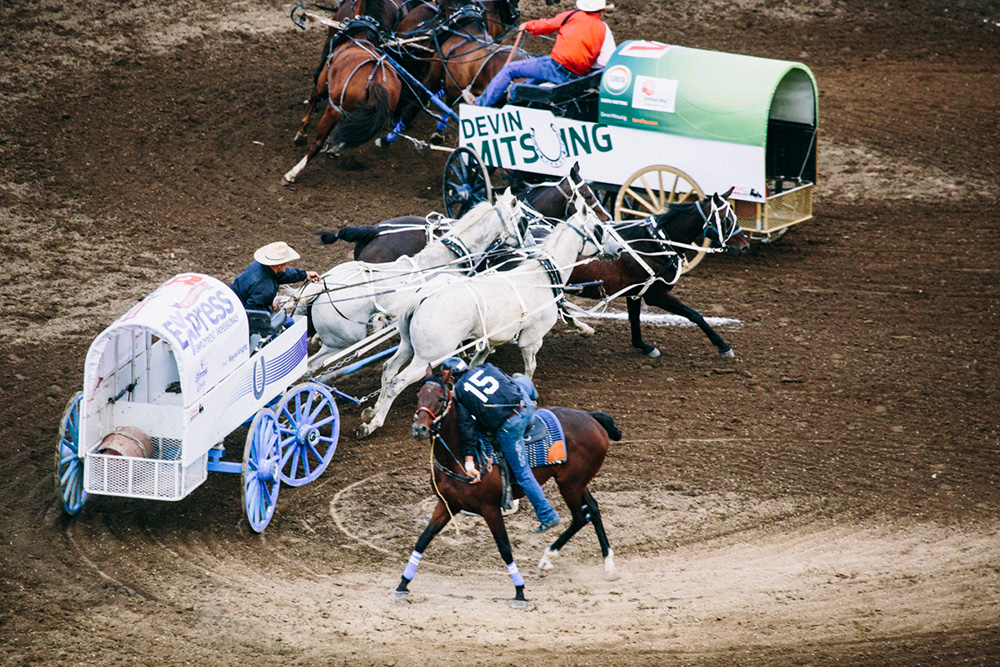 Calgary stampede chuck wagon race