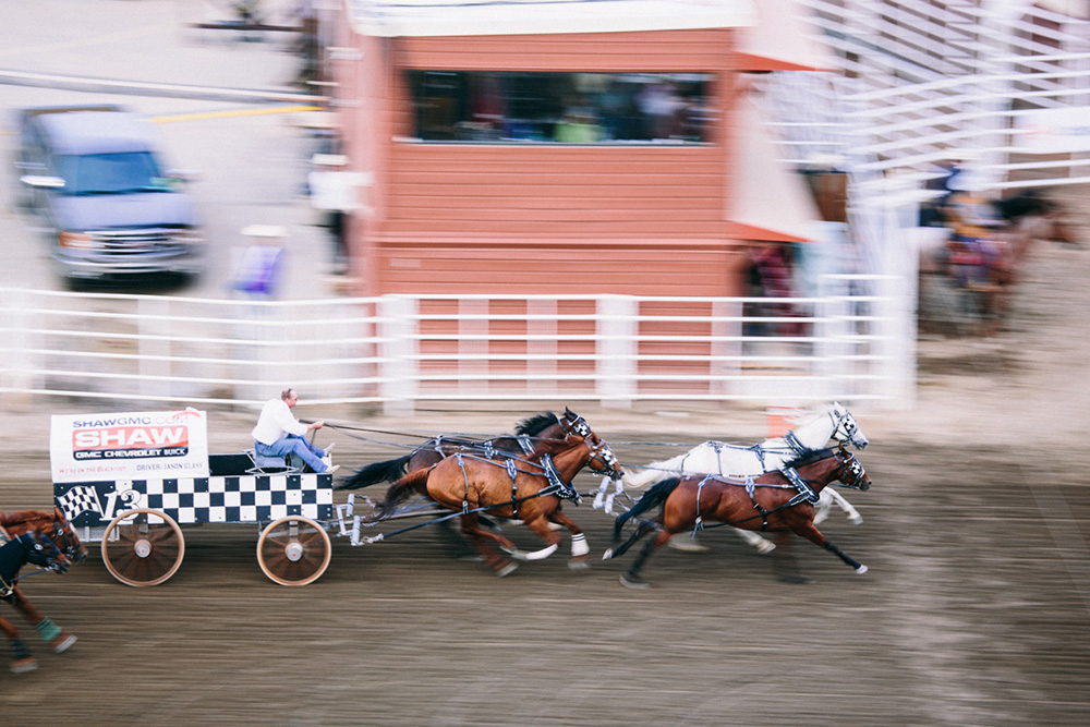 Calgary stampede chuck wagon race