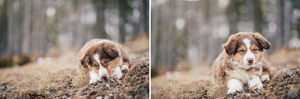 Calgary Kananasks Banff Engagement Wedding Photography